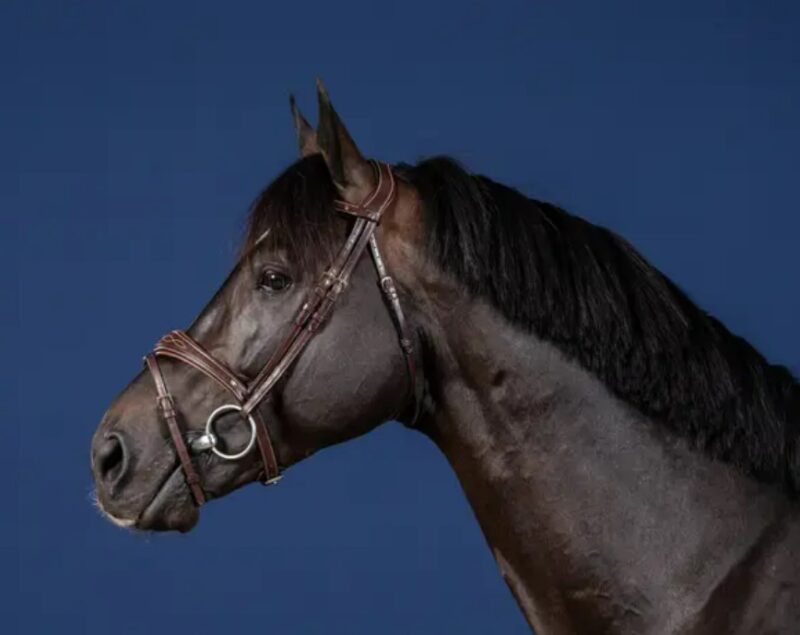 Вуздечка з комбінованим капсюлем Anatomic Flash Noseband від Dyon