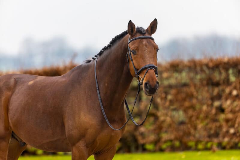 Вуздечка з комбінованим капсюлем Amsterdam від Trust Equestrian