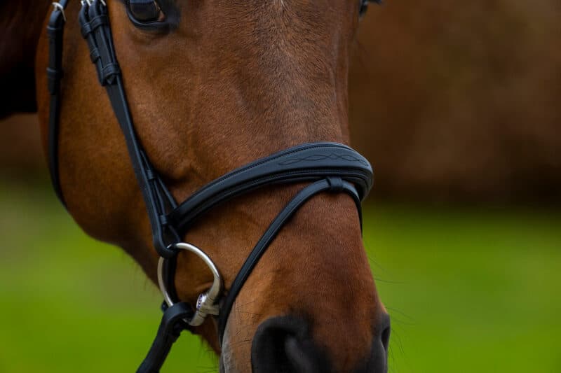 Вуздечка з комбінованим капсюлем Amsterdam від Trust Equestrian