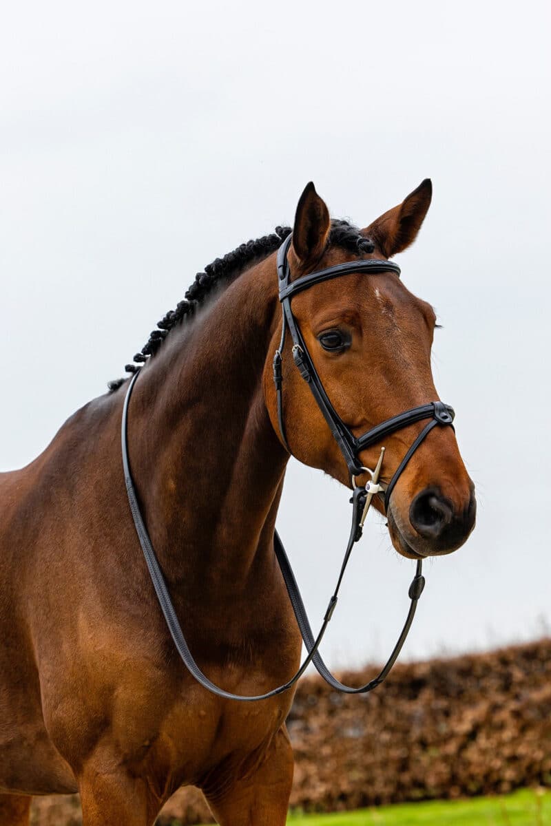 Вуздечка з комбінованим капсюлем Geneva від Trust Equestrian